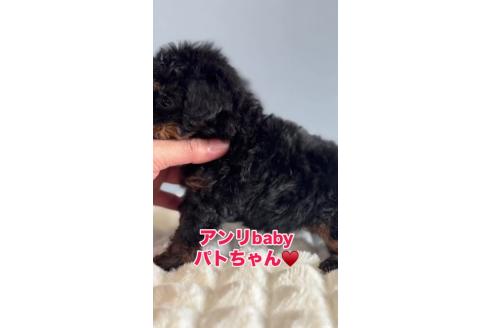 成約済の徳島県のティーカッププードル-372630の4枚目